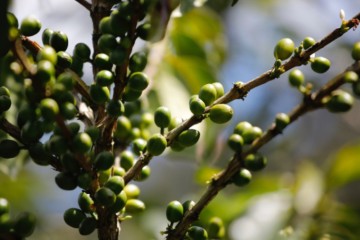 Le réchauffement climatique peut faire un effet grave sur la culture du café en Éthiopie